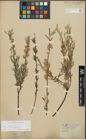 Foto von Salix repens subsp. incubacea (L.) A. Neumann
